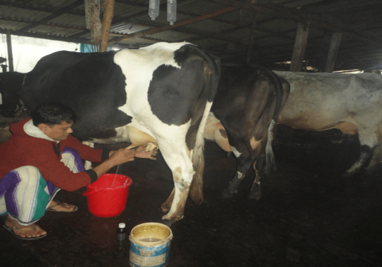 সুবর্না মাহবুব ০০৯-০১৩-০১৮, কাজী পাড়া সমিতি ০০৯-০১৩